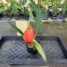 Load image into Gallery viewer, Anthurium Scherzerianum "Pig Tail", Exact Plant Ships Nationwide
