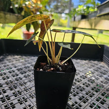 Load image into Gallery viewer, Alocasia Bambino Aurea, Exact Plant Variegated Ships Nationwide
