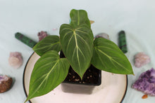 Load image into Gallery viewer, Philodendron Gloriosum Dark Form Exact Plant
