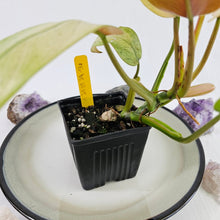 Load image into Gallery viewer, Philodendron Whipple Way, Exact Plant Variegated Ships Nationwide
