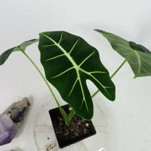 Load image into Gallery viewer, Alocasia Frydek, Micholitziana 4&quot; pot, Fedex 2 day*
