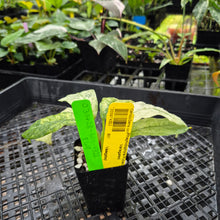 Load image into Gallery viewer, Rhaphidophora Puberula, Exact Plant Variegated Ships Nationwide
