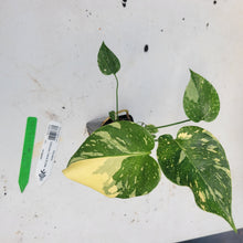 Load image into Gallery viewer, Monstera Deliciosa Creme Brulee, Exact Plant Variegated Ships Nationwide
