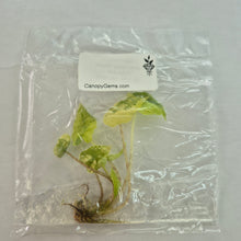Load image into Gallery viewer, Alocasia Jacklyn Aurea variegated tissue culture 2DayAir
