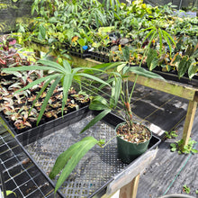Load image into Gallery viewer, Anthurium Polydactylum exact plant, Fedex 2day*
