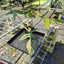 Load image into Gallery viewer, Philodendron Florida Beauty, Exact Plant Variegated
