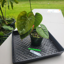 Load image into Gallery viewer, Philodendron Sodiroi True Form, Exact Plant Ships Nationwide

