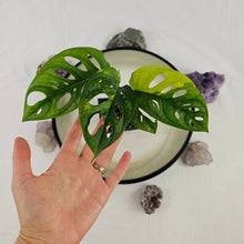 Load image into Gallery viewer, Monstera Adansonii Aurea, Exact Plant Variegated Ships Nationwide
