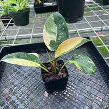 Load image into Gallery viewer, Philodendron Green Congo Nuclear, Exact Plant Variegated

