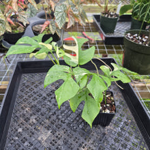 Load image into Gallery viewer, Rhaphidophora Tetrasperma Albo, Exact Plant Variegated Ships Nationwide
