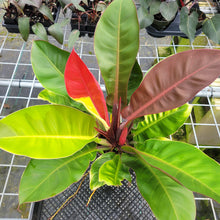 Load image into Gallery viewer, Philodendron Red Moon. not Yellow Flame, Exact Plant Variegated
