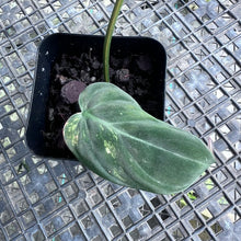 Load image into Gallery viewer, Philodendron Hederaceum Micans Aurea, Exact Plant Variegated Ships Nationwide
