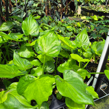 Load image into Gallery viewer, Alocasia Cucullata Variegated 6" pot, Fedex 2day
