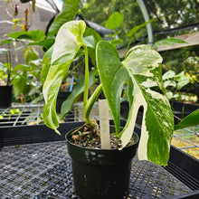 Load image into Gallery viewer, Monstera Borsigiana Albo Deliciosa, Exact Plant Variegated
