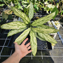 Load image into Gallery viewer, Aglaonema Ice Queen, Silver Queen, Exact Plant Variegated Ships Nationwide
