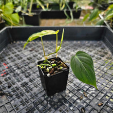Load image into Gallery viewer, Philodendron Hederaceum Micans Aurea, Exact Plant Variegated Ships Nationwide
