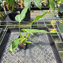 Load image into Gallery viewer, Philodendron Minarum 'Lime Fiddle' exact plant, Fedex 2day*

