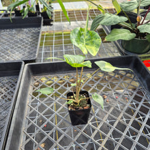 Load image into Gallery viewer, Alocasia Stingray, Exact Plant Ships Nationwide
