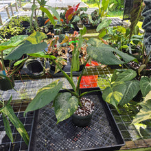 Load image into Gallery viewer, Monstera marilyn variegated, Exact Plant Ships Nationwide.
