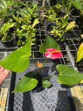Load image into Gallery viewer, Anthurium Shibori, Exact Plant Variegated
