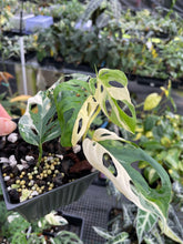 Load image into Gallery viewer, Monstera Adansonii Laniata Albo Variegated 4" pot, Fedex 2day*
