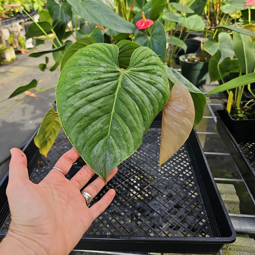 Philodendron Sodiroi True Form, Exact Plant Ships Nationwide