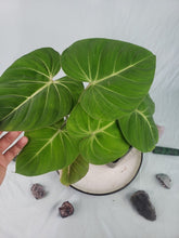 Load image into Gallery viewer, Gloriosum, Exact Plant, Philodendron
