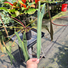 Load image into Gallery viewer, Philodendron Spiritus Sancti exact plant, Fedex 2day*
