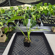 Load image into Gallery viewer, Monstera Burle Marx Flame exact plant, Fedex 2day*
