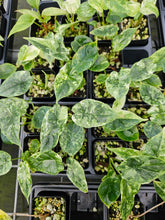 Load image into Gallery viewer, Alocasia Dragon Scale Albo Galaxy variegated 2.5" pot, Fedex 2day*
