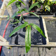 Load image into Gallery viewer, Anthurium Polydactylum, Exact Plant Ships Nationwide
