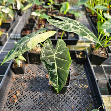 Load image into Gallery viewer, Alocasia Frydek, Exact Plant Variegated
