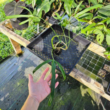 Load image into Gallery viewer, Philodendron Holtonianum, Exact Plant Ships Nationwide
