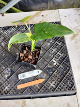 Load image into Gallery viewer, Philodendron Bipennifolium, Exact Plant Variegated Ships Nationwide

