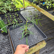 Load image into Gallery viewer, Philodendron Polypodoides, Exact Plant Ships Nationwide
