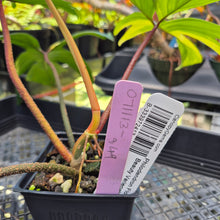 Load image into Gallery viewer, Philodendron Florida Beauty, Exact Plant Variegated Ships Nationwide

