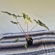 Load image into Gallery viewer, Alocasia sarian Albo, Exact Plant Ships Nationwide.
