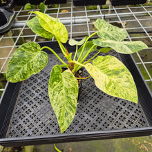Load image into Gallery viewer, Philodendron Giganteum Blizzard Variegated exact plant, Fedex 2day*
