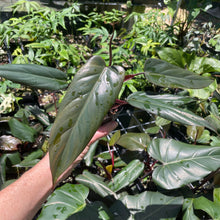 Load image into Gallery viewer, Philodendron Dark Lord 2.5" pot, Fedex 2day*
