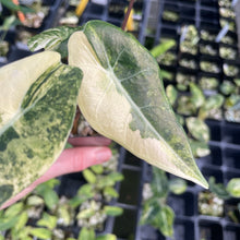 Load image into Gallery viewer, Alocasia Longiloba Grandis Aurea Variegated 2.5" pot, Fedex 2day*
