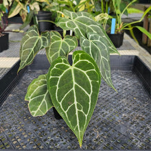 Load image into Gallery viewer, Anthurium Crystallinum, Exact Plant Ships Nationwide
