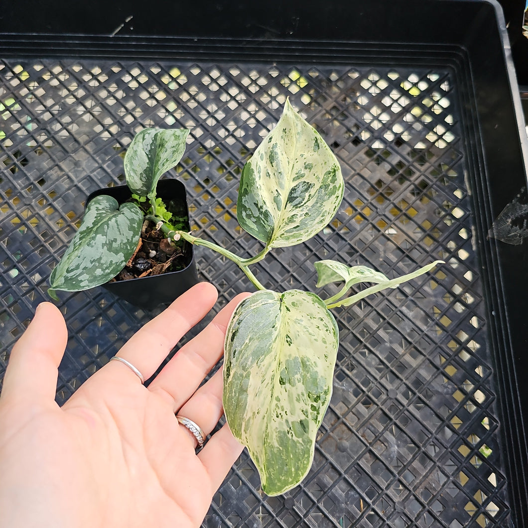 Scindapsus Peasun, Exact Plant Variegated Ships Nationwide