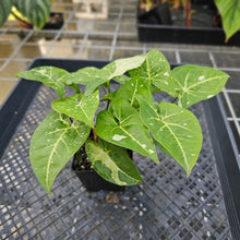 Load image into Gallery viewer, Syngonium Panda, Exact Plant Variegated double plant Ships Nationwide
