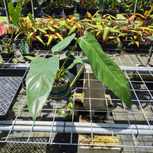 Load image into Gallery viewer, Anthurium Spectabile Wide Form exact plant, Fedex 2day*
