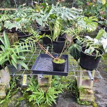Load image into Gallery viewer, Philodendron Polypodioides, Exact Plant
