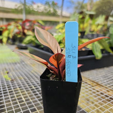 Load image into Gallery viewer, Philodendron Black Cardinal, Exact Plant Variegated
