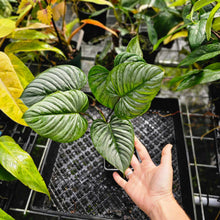 Load image into Gallery viewer, Philodendron Sodiroi True Form, Exact Plant
