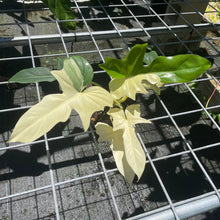 Load image into Gallery viewer, Philodendron Golden Dragon, Exact Plant Variegated
