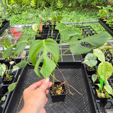 Load image into Gallery viewer, Monstera Sierrana Hawaii Clone, Exact Plant Ships Nationwide
