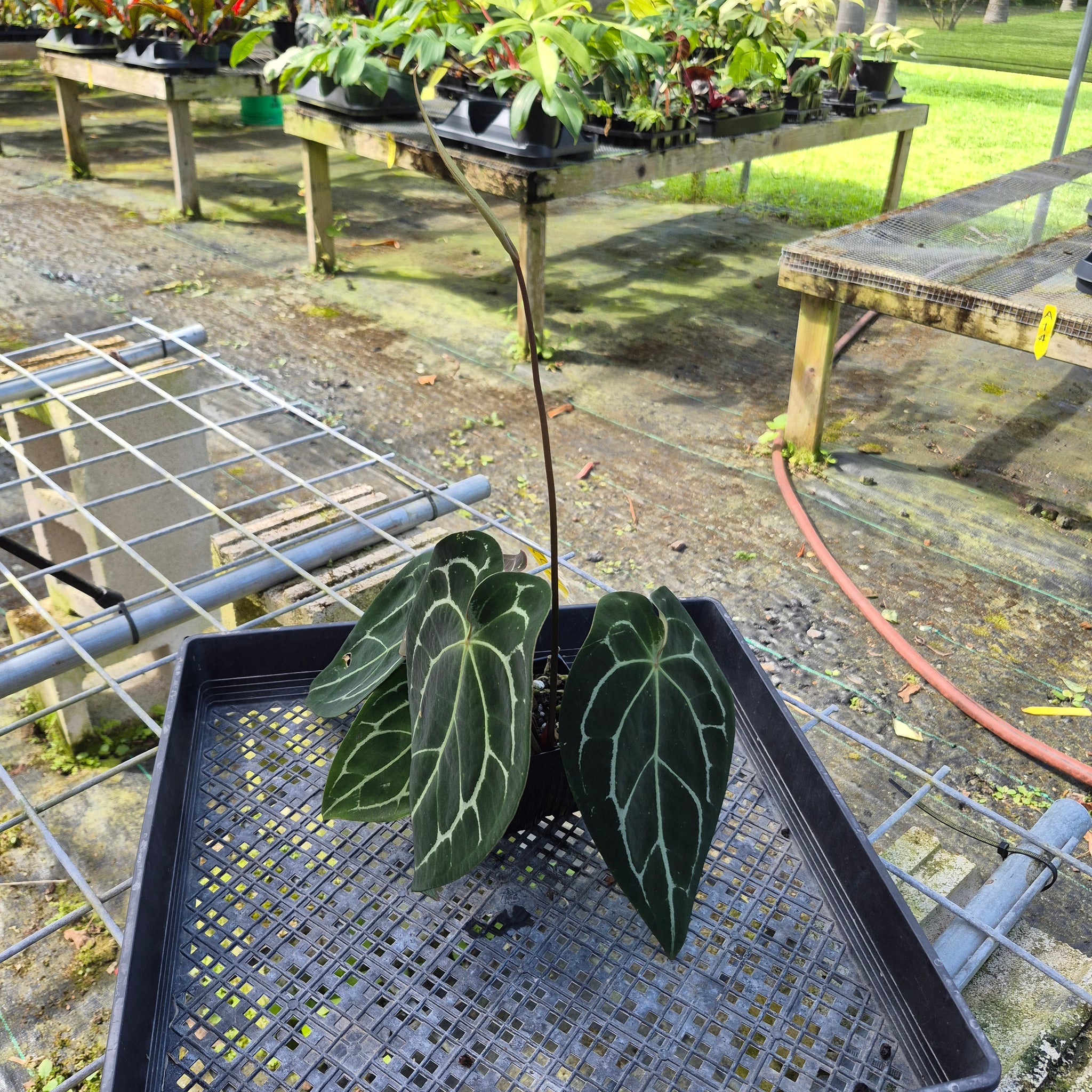 anthurium crystallinum x besseae Anthurium Besseae AFF x Forgettii White Stripe, Exact Plant – Canopy Gems